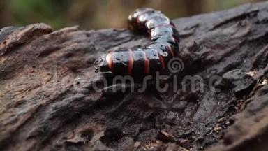 幼虫在腐烂的木头上爬行